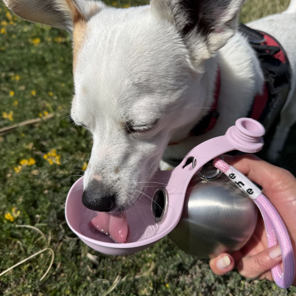 Portable Dog Water Bottle, Healthy & Sanitary Design Perfect for Travel